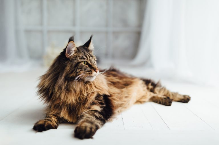 maine coon