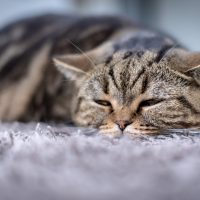 cat lying on carpet