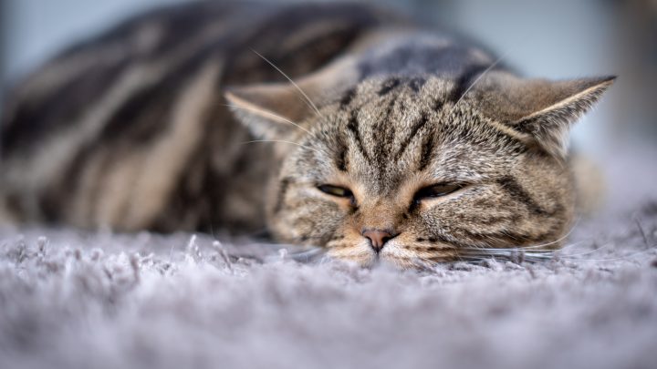 Cat Stuffy Nose – All You Need To Know!
