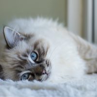 cat lying on floor