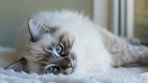 Cat Suddenly Lethargic And Weak - Causes & Treatment Options