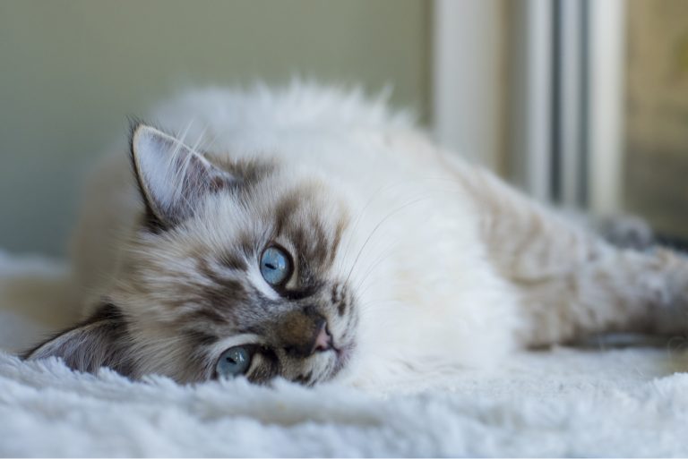 cat lying on floor