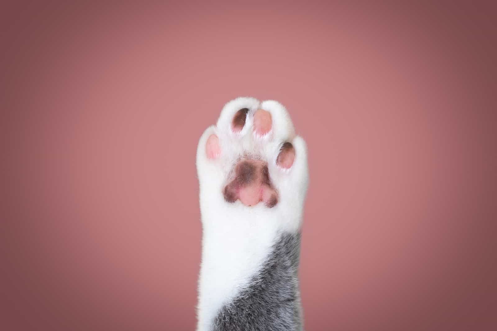 Cat Toe Beans in front of background