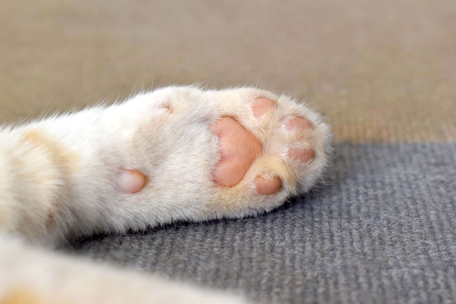 Cat Toe Beans on carpet