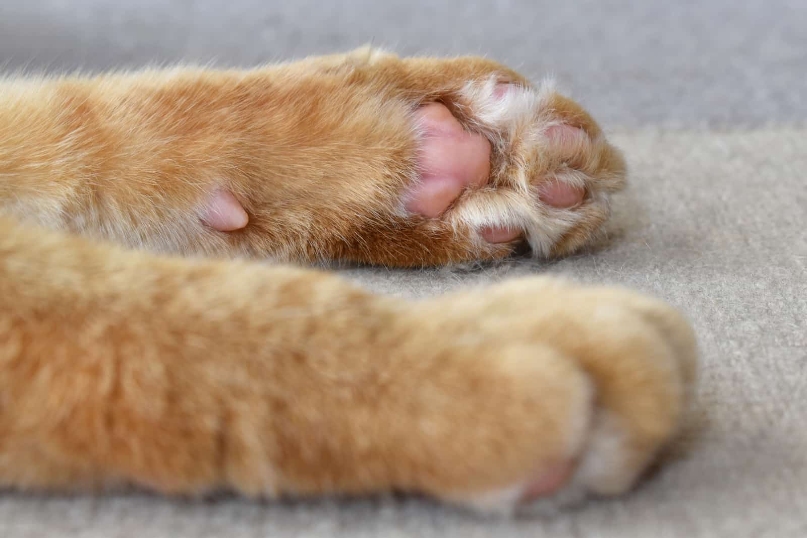 Cat Toe Beans on floor