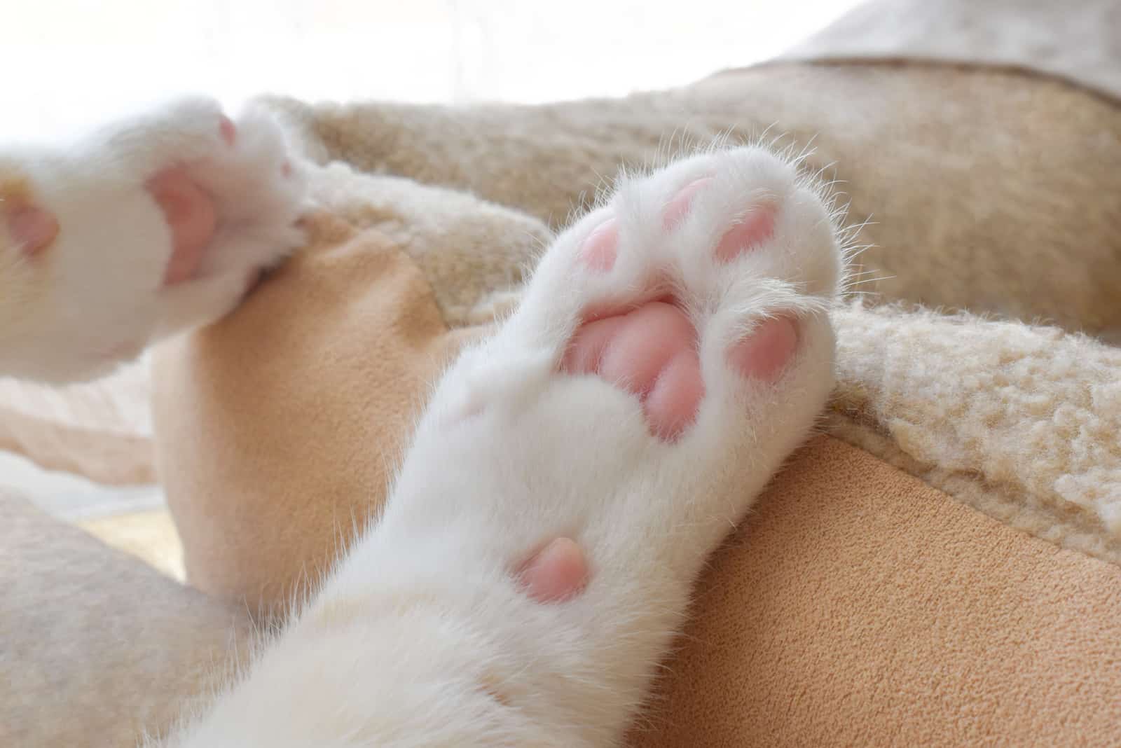 Cat Toe Beans on pillow