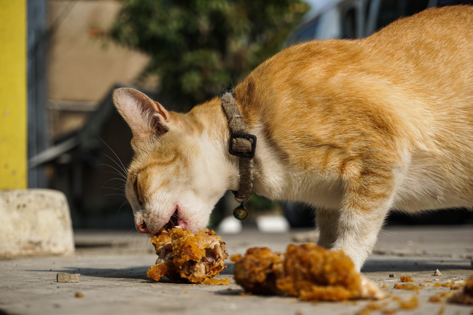 Can Cats Eat Chicken Nuggets? Everything You Need To Know