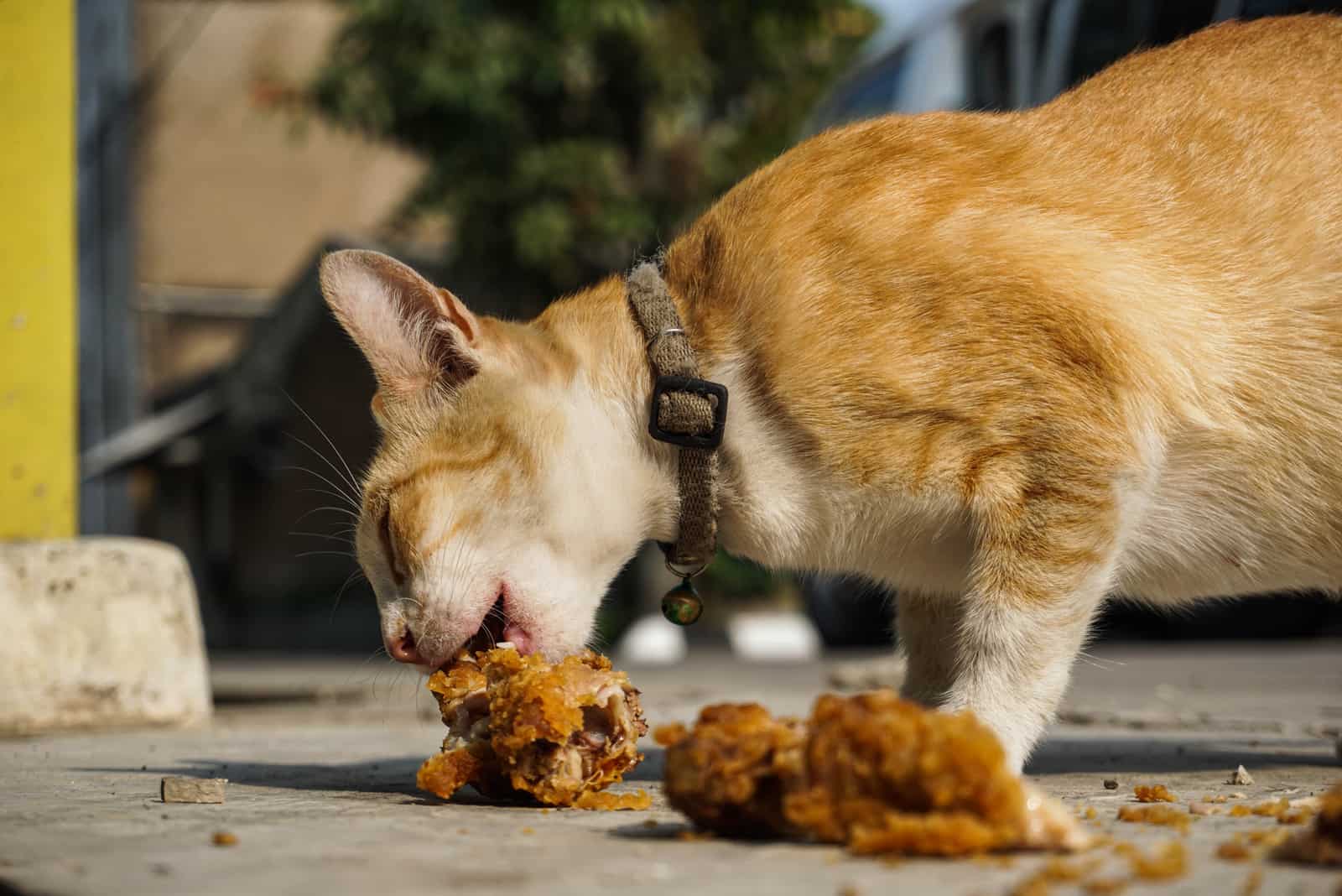 Cat are eating fried chicken
