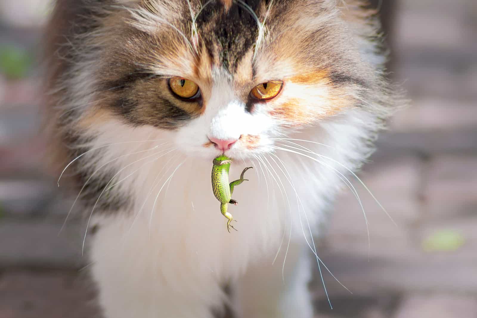 Cat caught a lizard and holding it in mouth