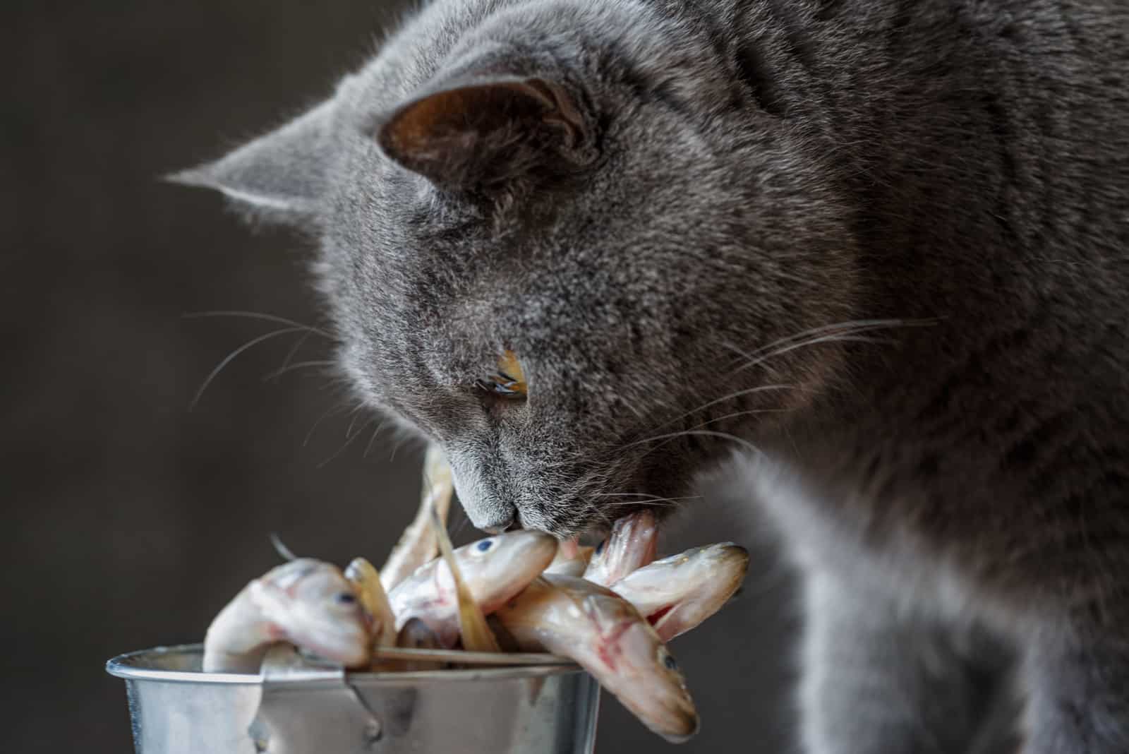 Cat looking at raw fish