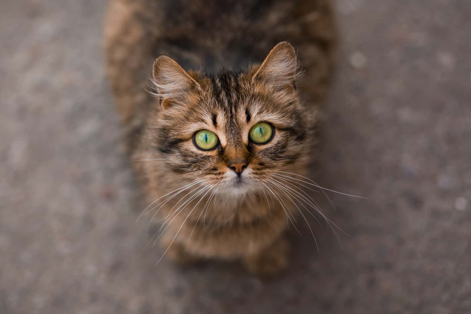 Cat with green eyes sitting outdoor