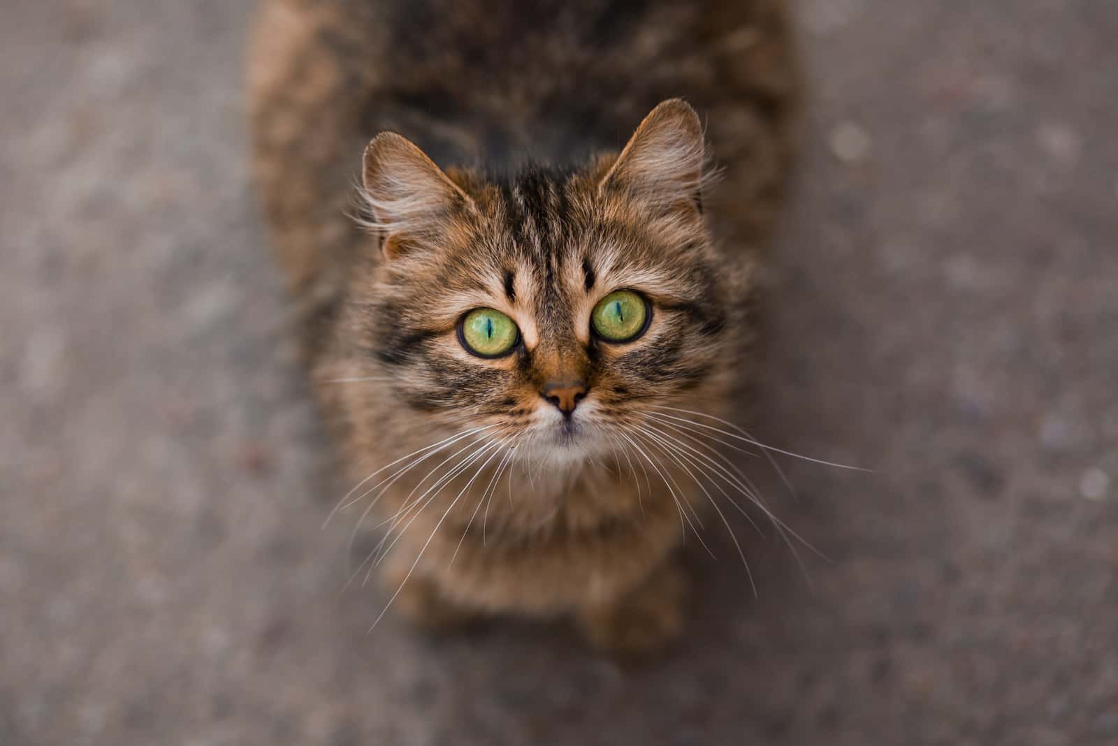  Cat with green eyes sitting outdoor