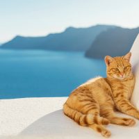 orange cat in greece