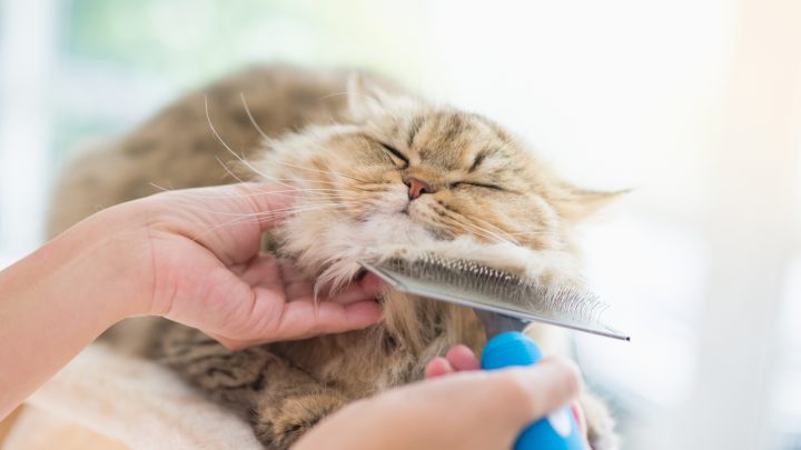 Cats With Undercoats – Grooming And Care Tips