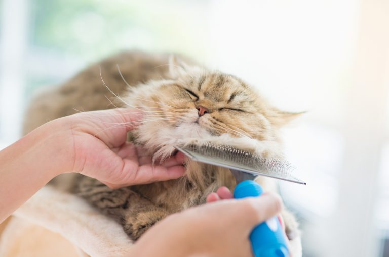 cat being brushed