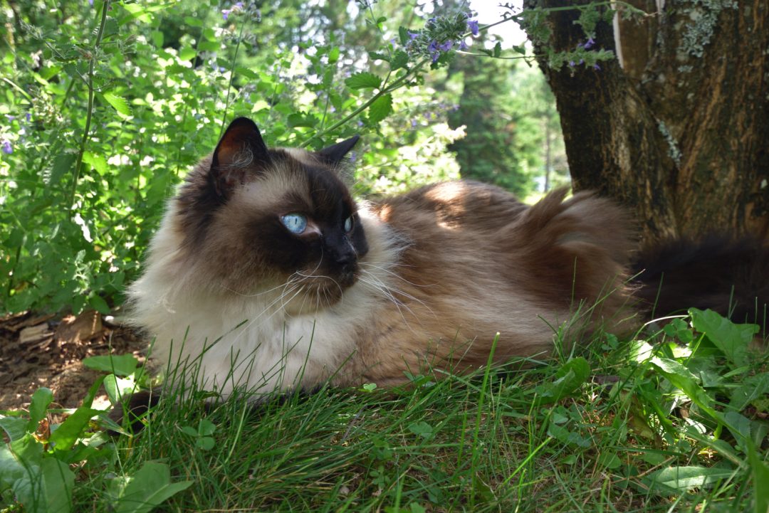 The Beauty Of The Chocolate Point Ragdoll Cat the-beauty-of-the-chocolate-point-ragdoll-cat