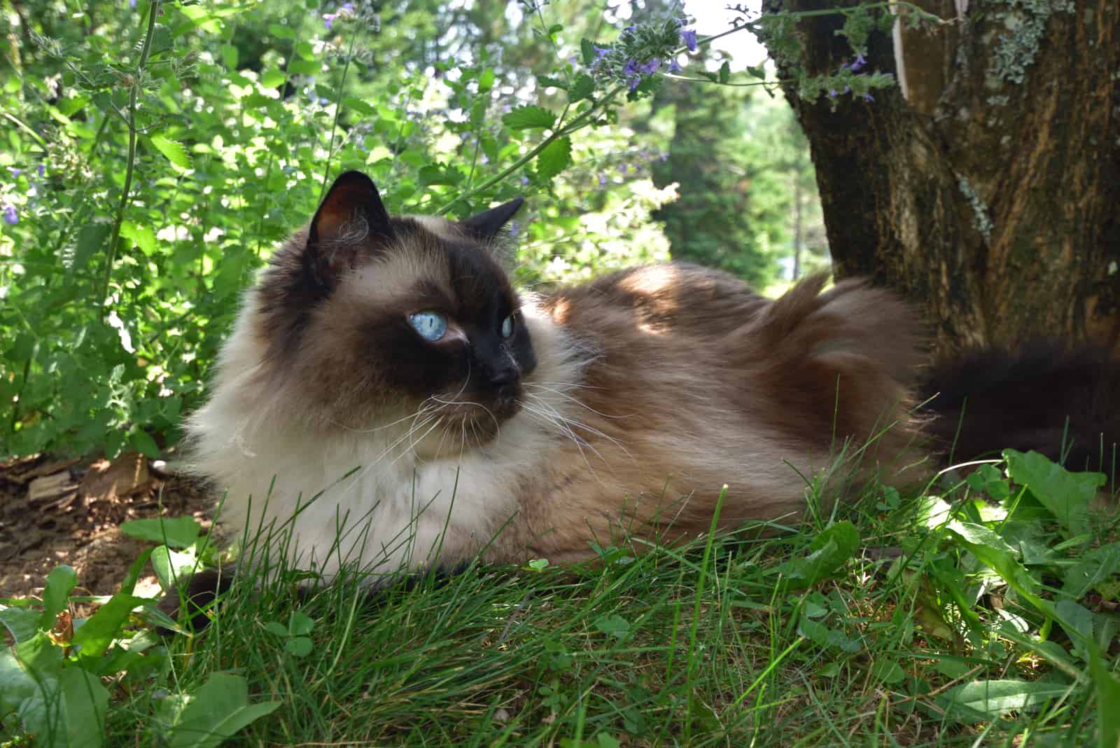 Chocolate Point Ragdoll Cat is lying in the grass