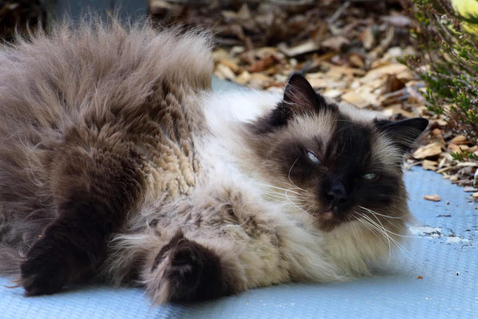 Chocolate Point Ragdoll Cat lies on a mat