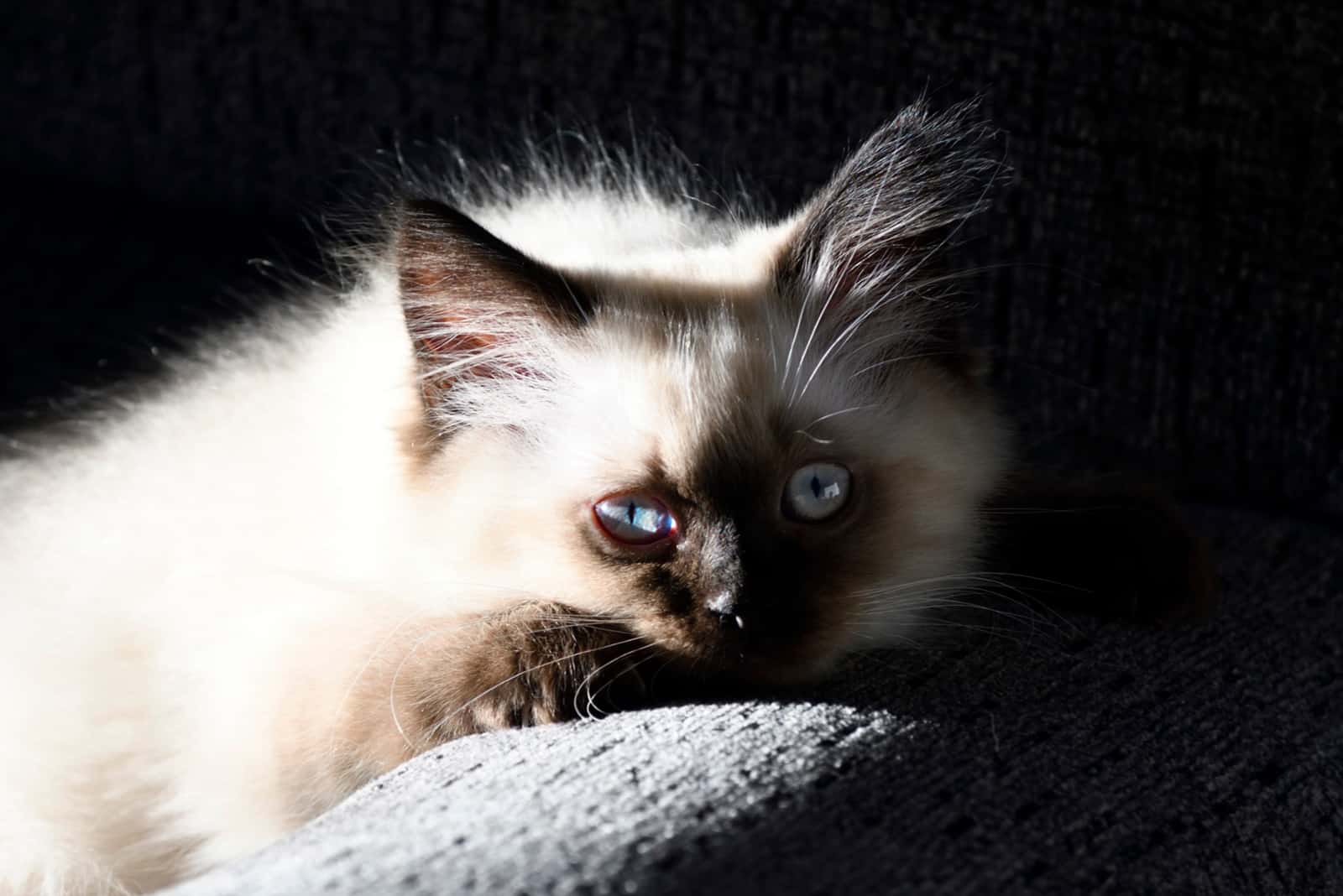 Chocolate Point Ragdoll kitten lies on the couch