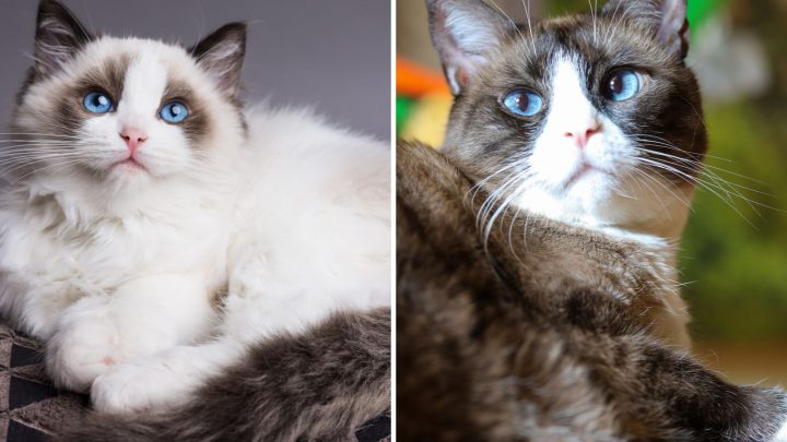 Comparison Of The Two: Ragdoll Vs Snowshoe Cat