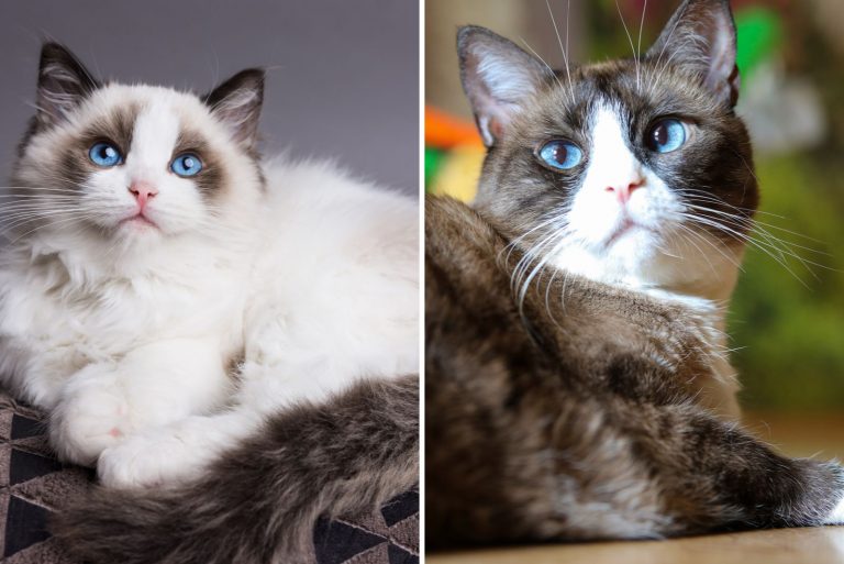 Ragdoll Cat Vs Snowshoe Cat