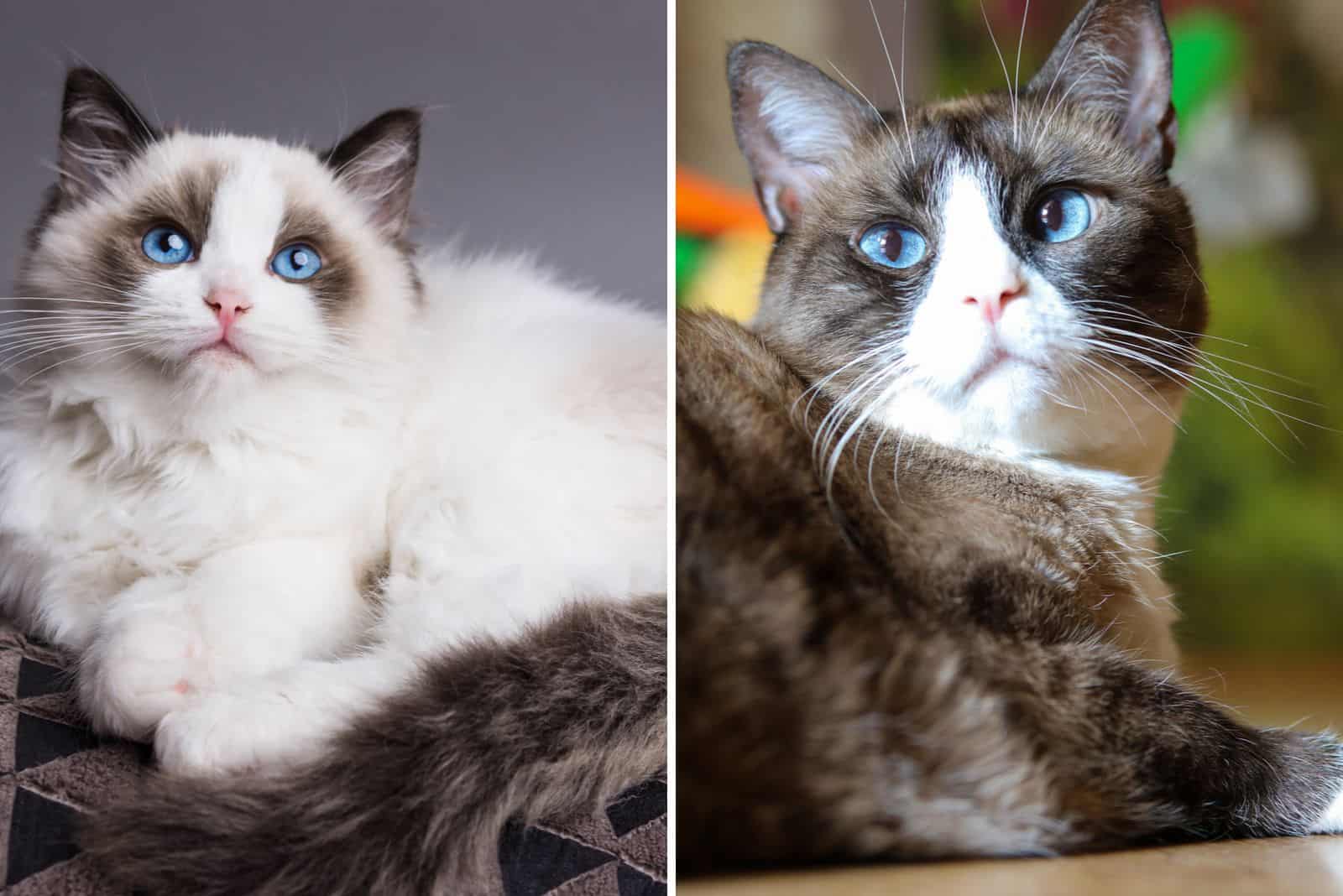 Comparison Of The Two: Ragdoll Snowshoe Cat - All You Have To Know