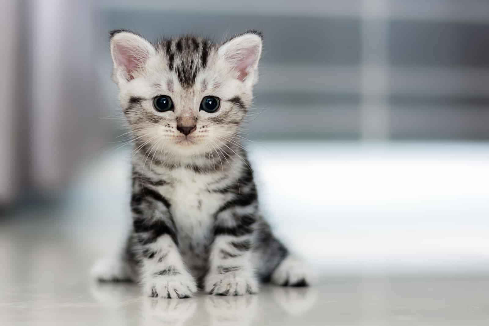 Cute American shorthair cat kitten