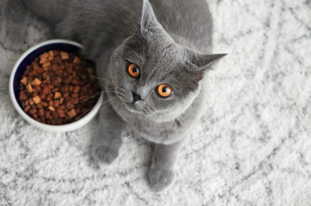 How Long Can A Cat Go Without Food? What You Need To Know