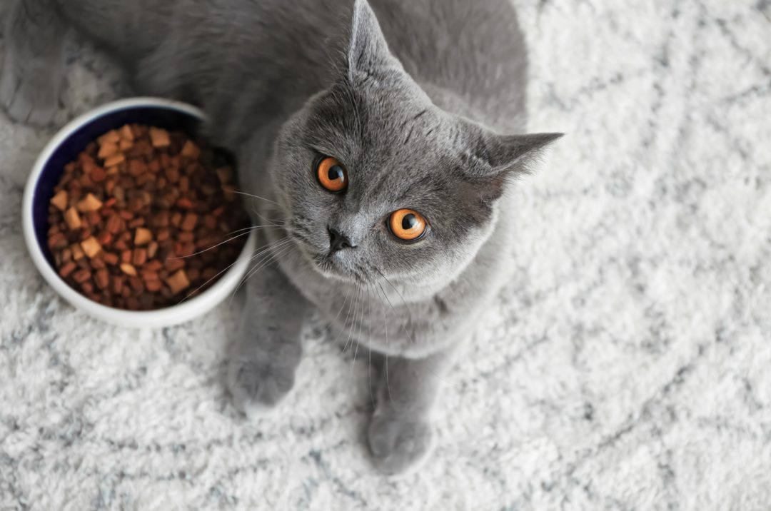 How Long Can A Cat Go Without Food? What You Need To Know