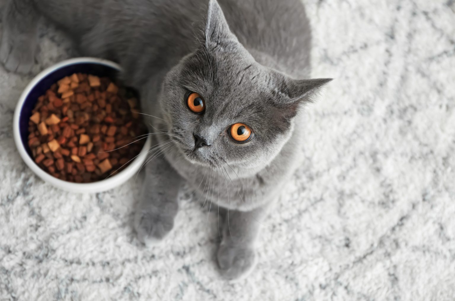 How Long Can A Cat Go Without Food? What You Need To Know