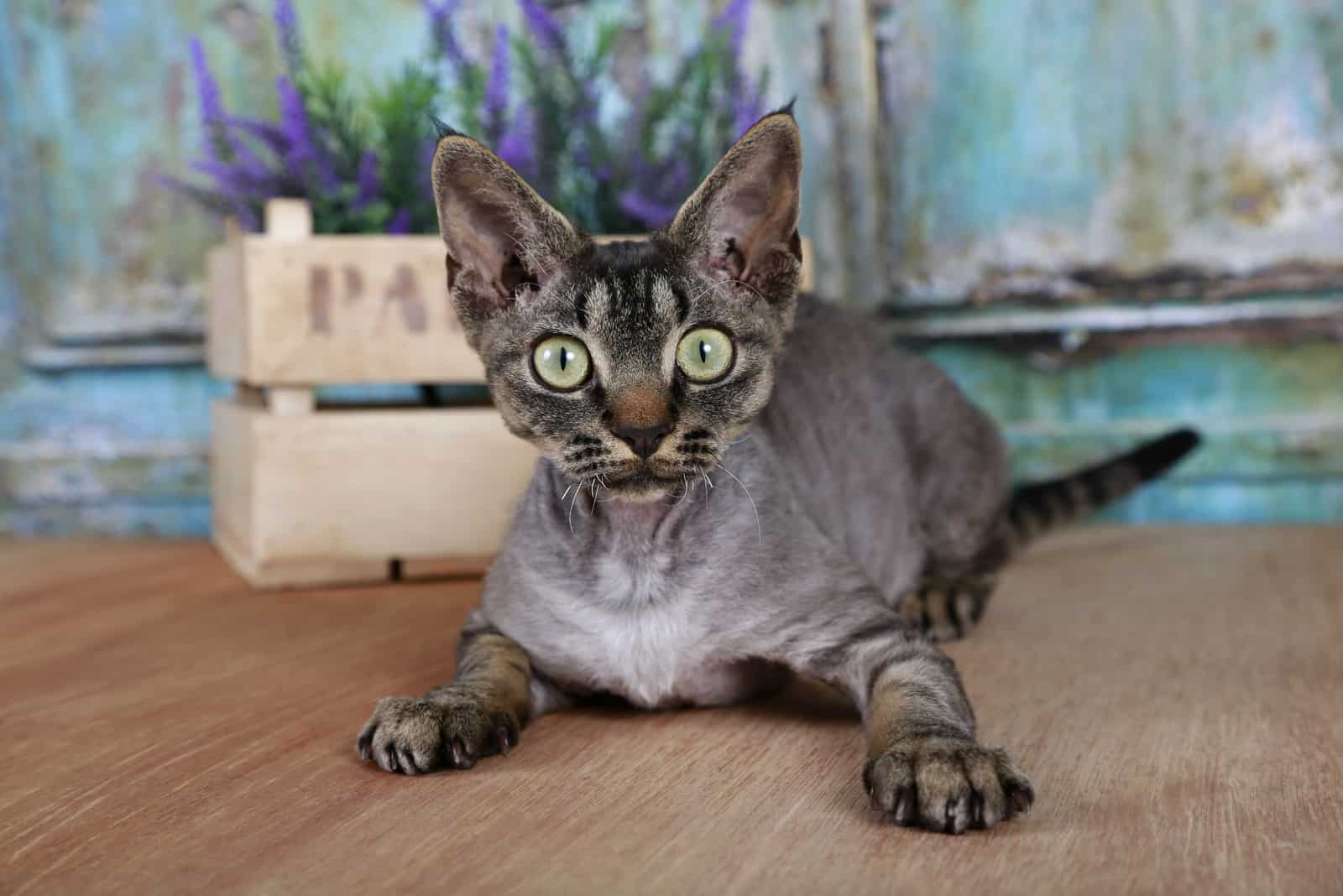 Devon Rex