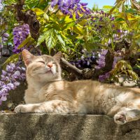 the cat lies down and rests