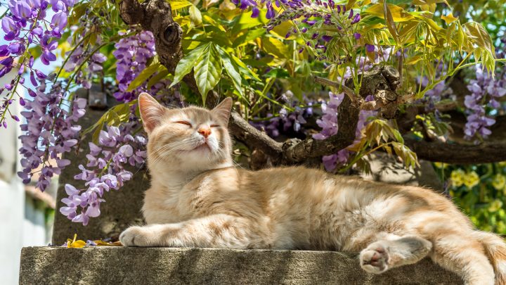 Do Cats Bleed When In Heat? A Common Misconception Explained!