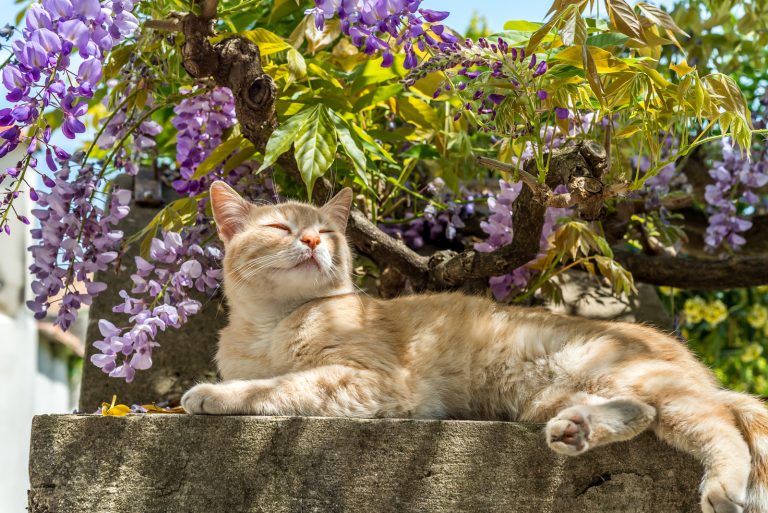 the cat lies down and rests