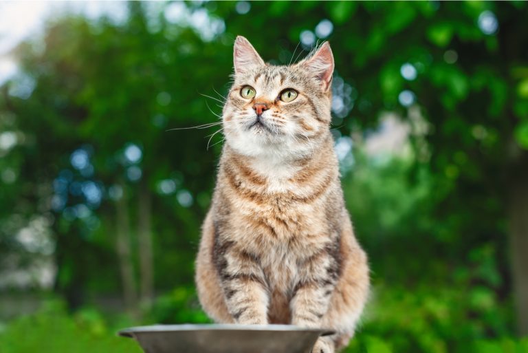 a cat sitting in the garden