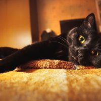 A black cat with yellow luminous eyes lies on the bed in back yellow light