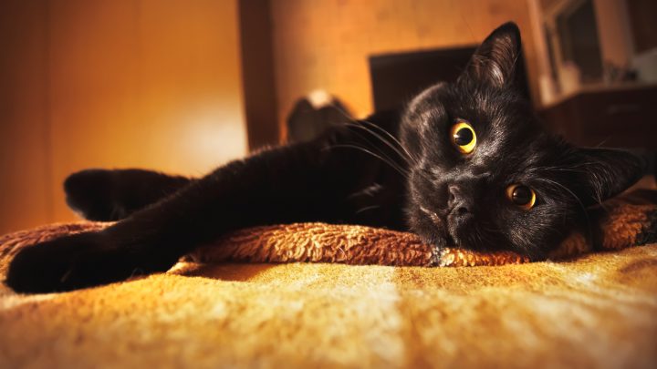 Do Cats Need Light At Night? Here’s What You Need To Know