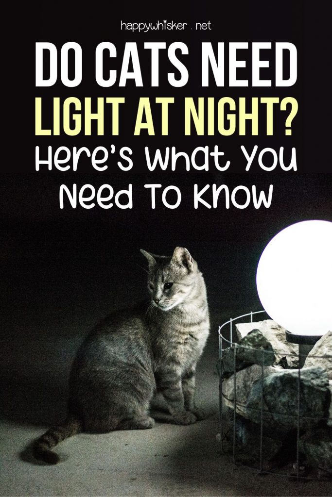 Do Cats Need Light At Night? Here’s What You Need To Know