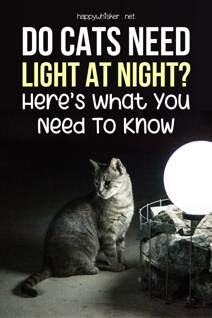 Do Cats Need Light At Night? Here’s What You Need To Know