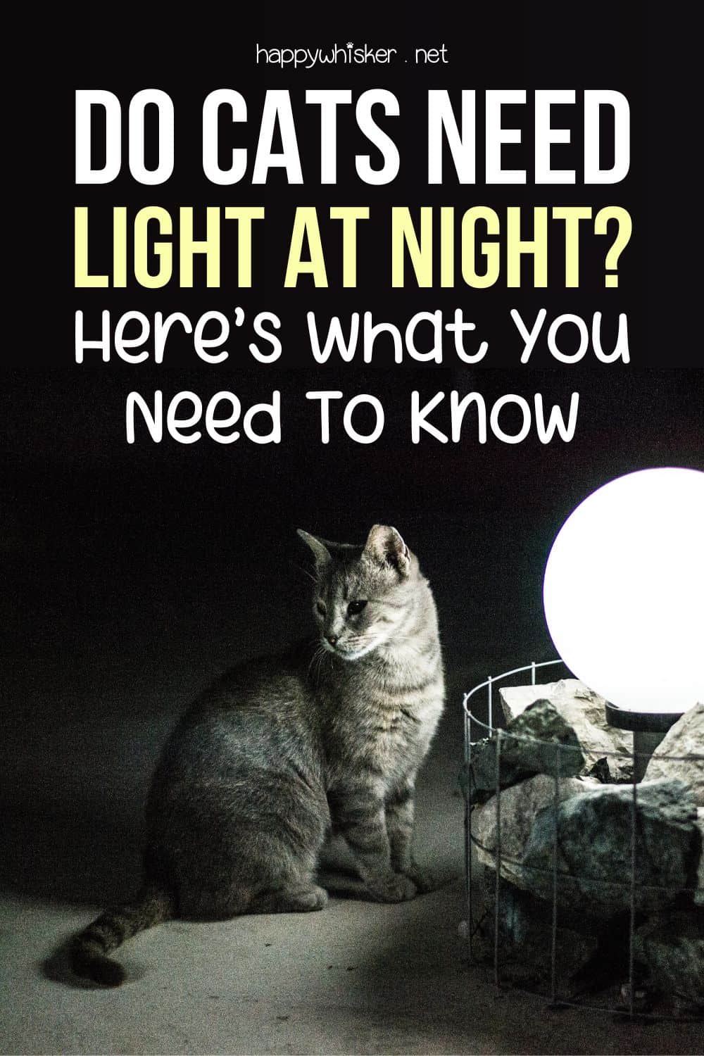 Do Cats Need Light At Night Here’s What You Need To Know Pinterest