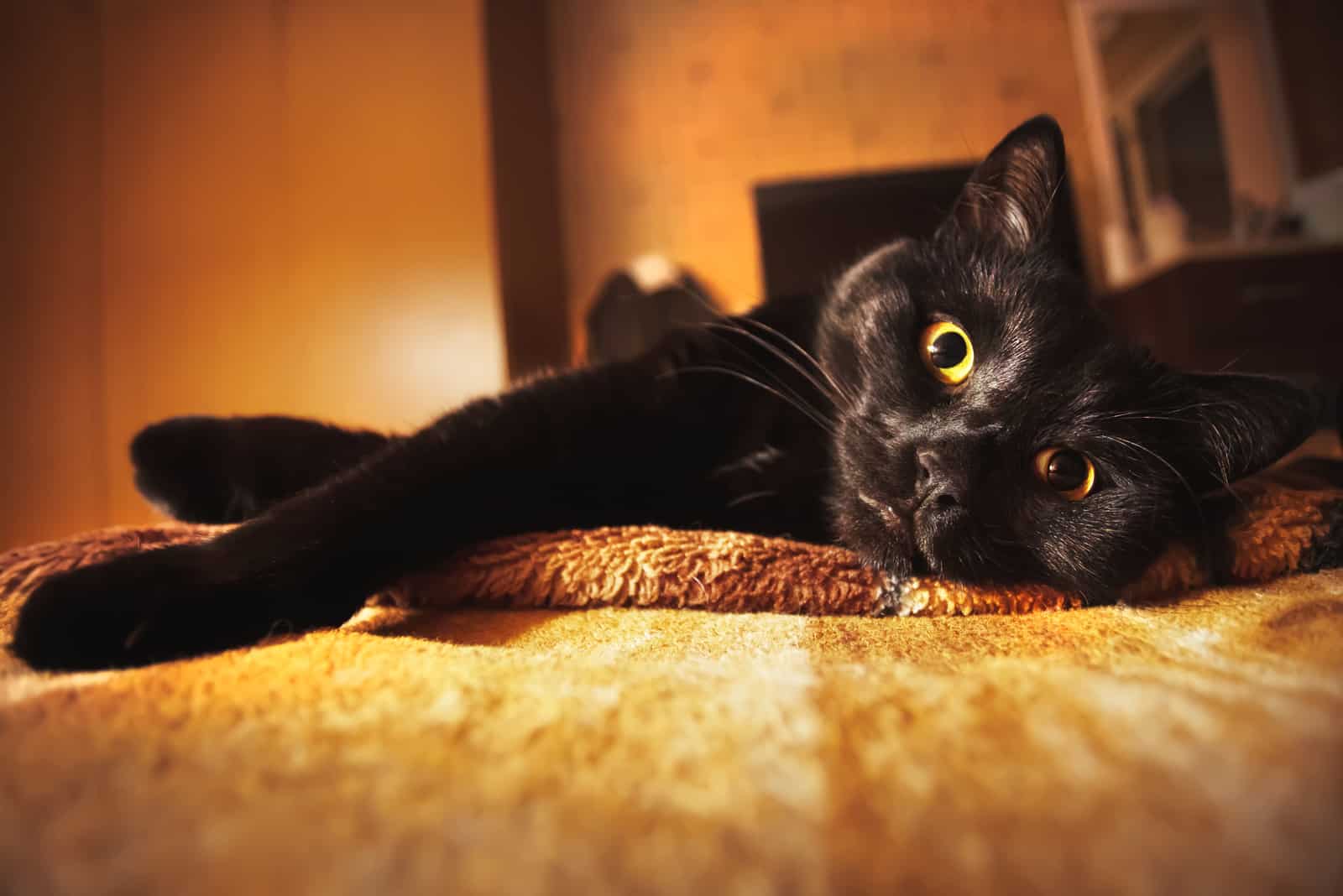 A black cat with yellow luminous eyes lies on the bed in back yellow light