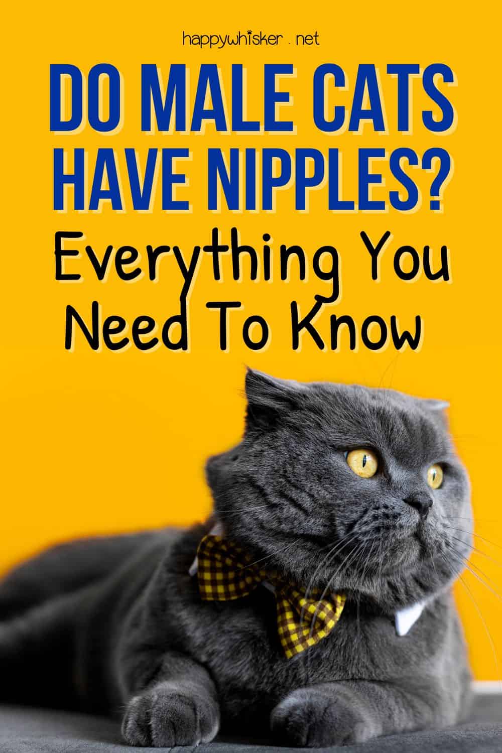 Do Male Cats Have Nipples Everything You Need To Know Pinterest