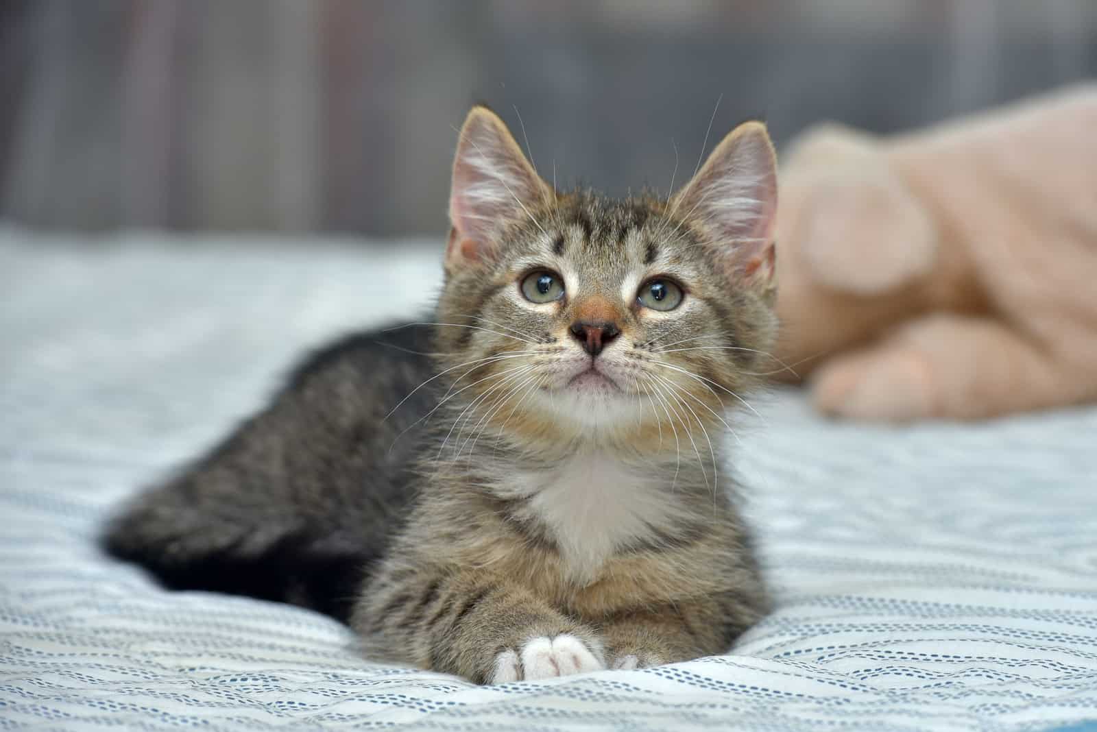 Domestic Shorthair Gray Cat