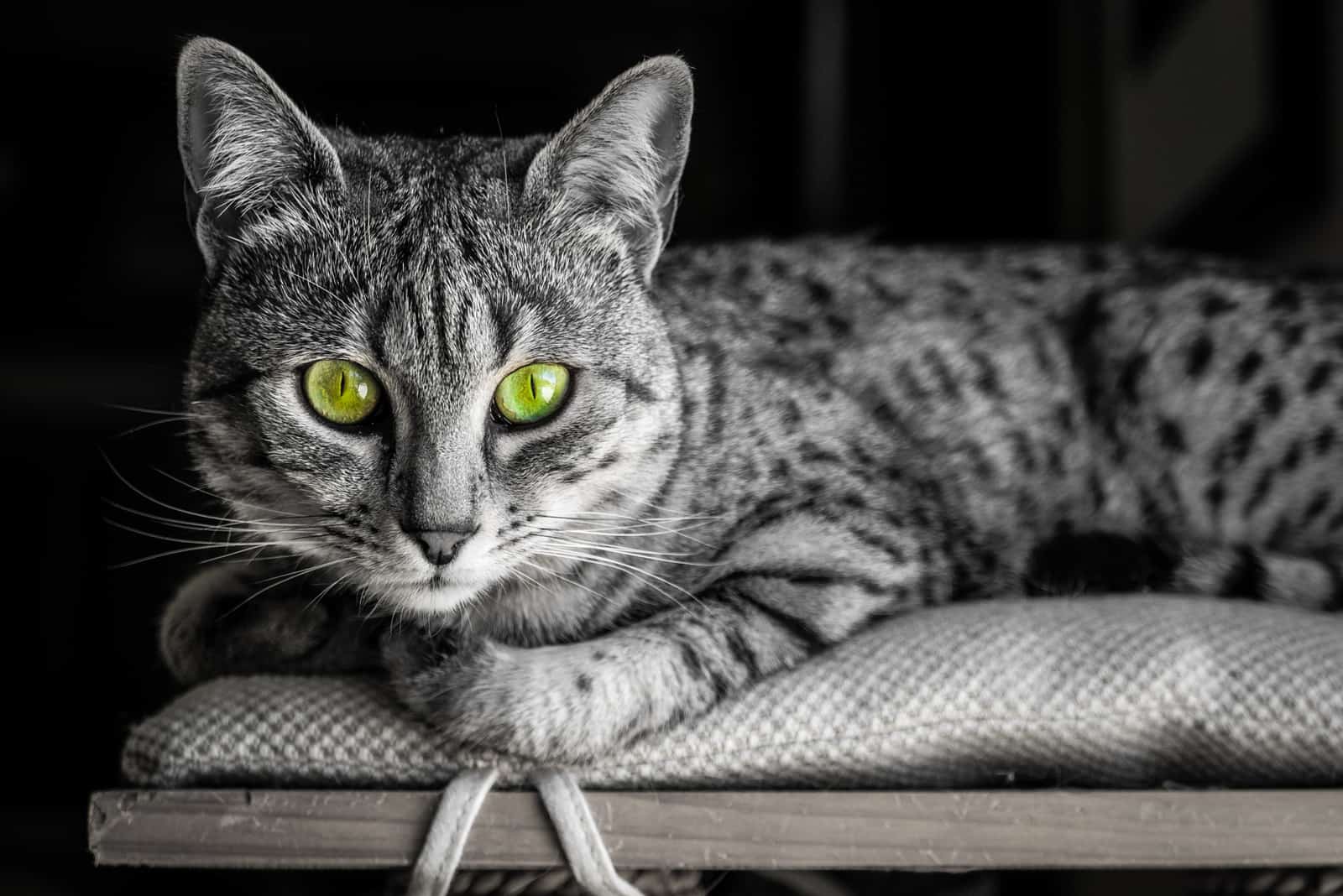 Egyptian Mau