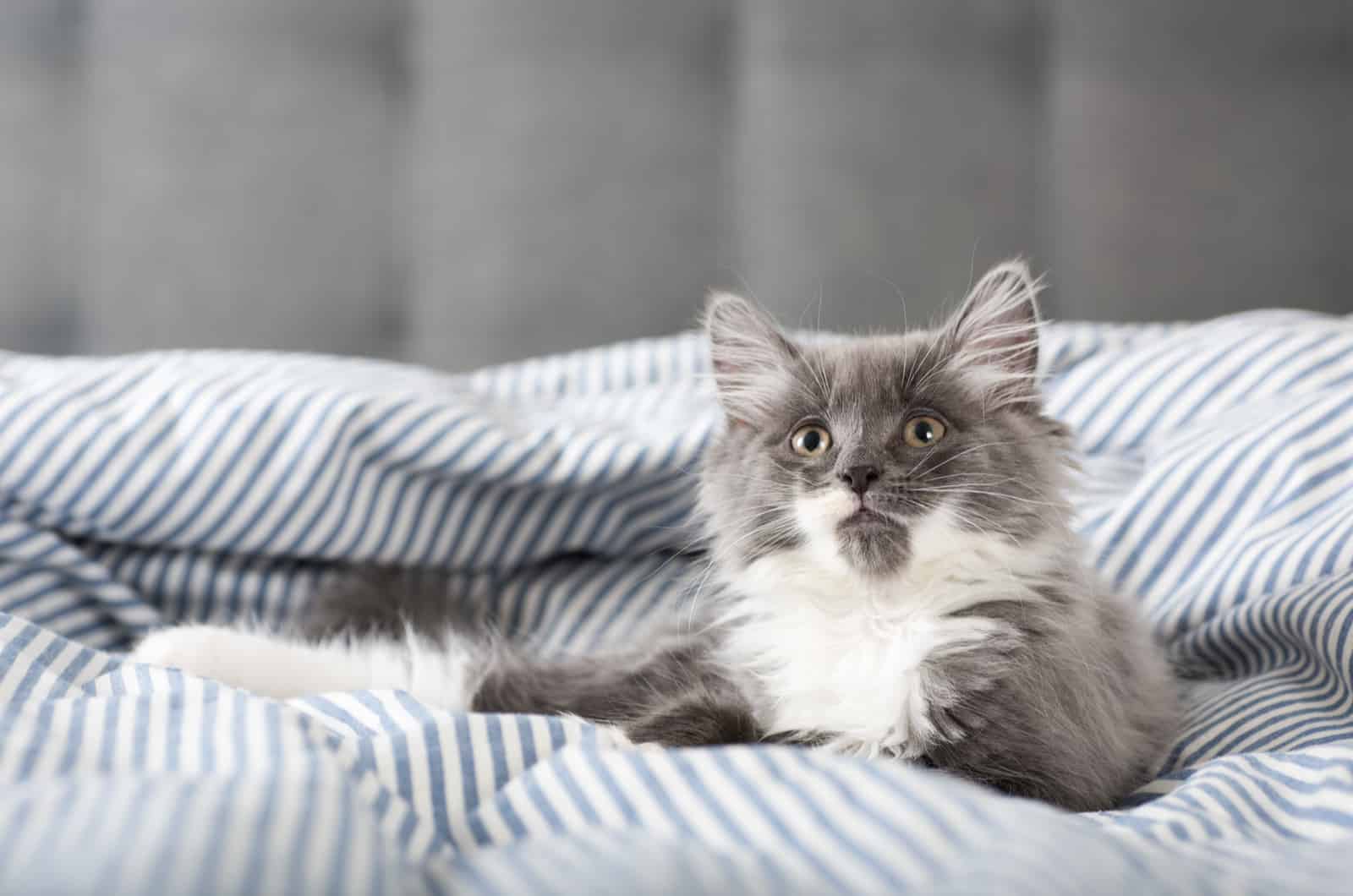 Fluffy Gray and White Kitten Relaxing on Bed