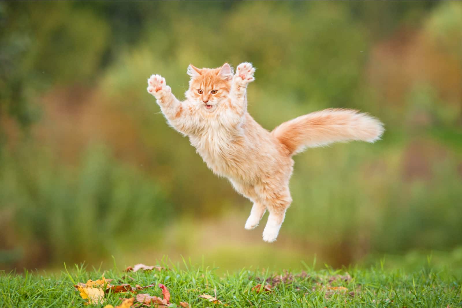 Funny red cat flying in the air in autumn