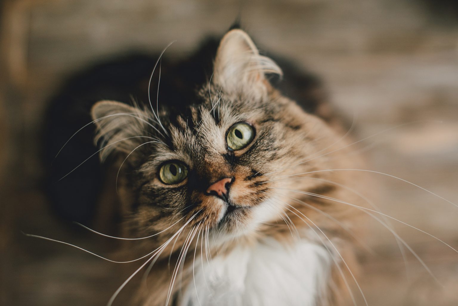 Can Cats Eat Hot Dogs? Here’s What You Need To Know