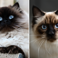 himalayan and ragdoll side by side