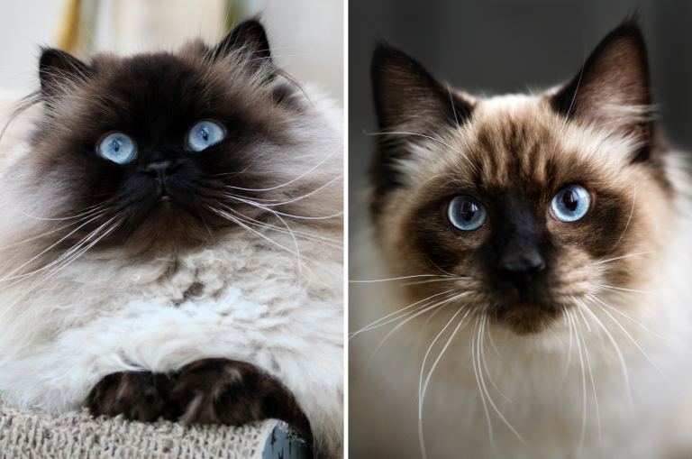 himalayan and ragdoll side by side