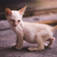 little dirty skinny white kitten